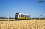 Buszując w zbożu