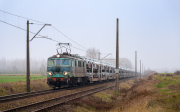 Zielona z hybrydami
