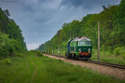 Kamuflaż leśny