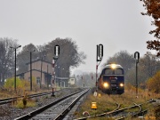 Krzewina Zgorzelecka