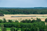Buszujący w zbożu