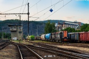 Kocury na manewrach